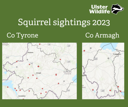 Armagh and Tyrone residents urged to report squirrel sightings | Ulster